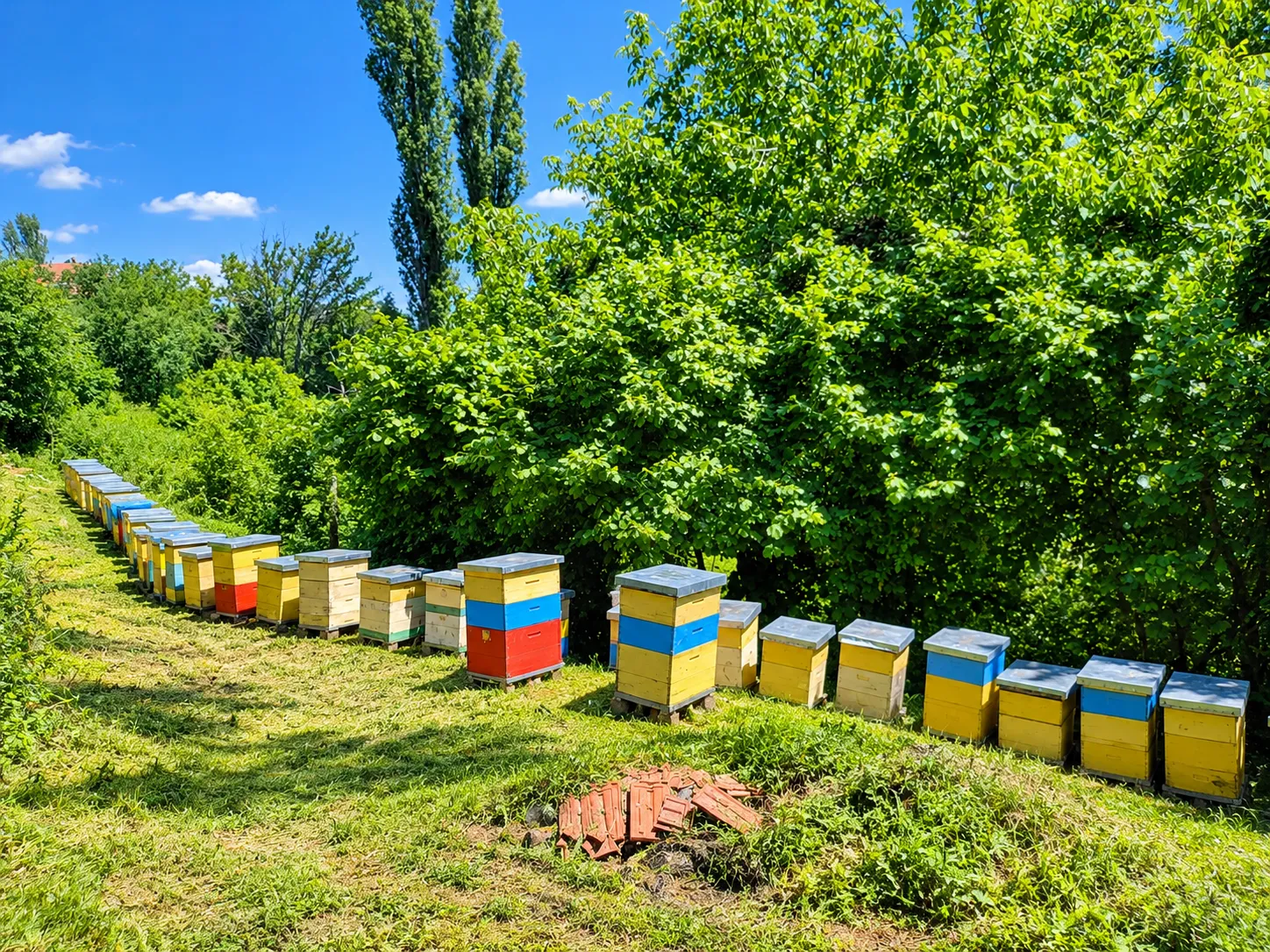 ПЧЕЛАРСТВО МИТРЕВСКИ — слика 4