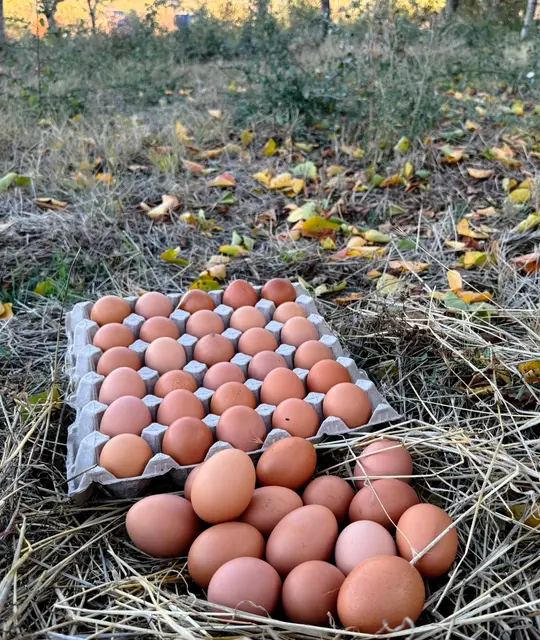 Свежи Јајца