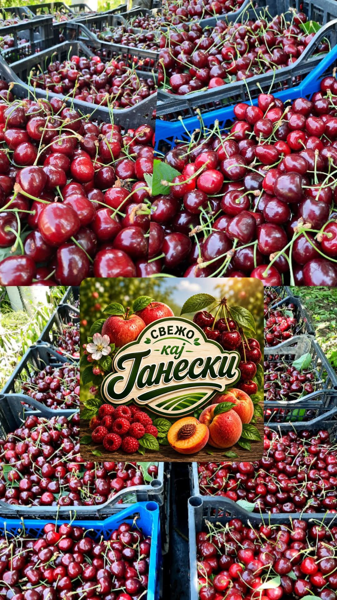 Виолета Јанеска — слика 4
